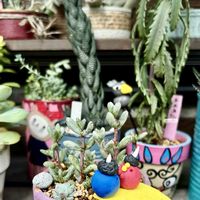 不死鳥,ピグミーの蛹,黒トカゲ,キャラメルの妖精,多肉植物の画像