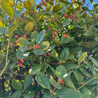 マサキ,お出かけ先の画像