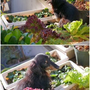 イチゴ,コマツナ,リーフレタス,プランター野菜,ミラーレス一眼の画像