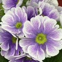 プリムラ・オブコニカの画像