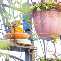 モッコウバラ,寄せ植え,ハンキング,かわいいな♡,植物のある暮らしの画像