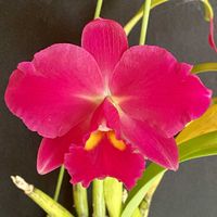 カトレア,コウゾウズ スカーレットの画像
