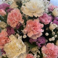 カーネーション,ワンワン祭り,愛犬ピノ,部屋の画像