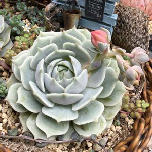 ローラ,エケベリア ローラ,多肉植物,エケベリア属,多肉大好きの画像