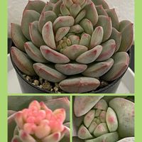 エケ　シャーロットガーデン,マグパイブリッジ,可愛い多肉ちゃん❤︎,多肉狩り,花のある暮らしの画像