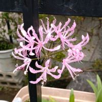 ダイヤモンドリリー,ネリネ ピンク,鉢植え,ガーデニング,散策の画像