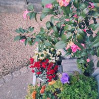 アネモネ,カランコエ,ツバキ,テーブルヤシ,ガーデンシクラメンの画像