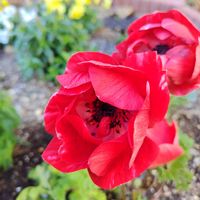 アネモネ,綺麗〜❤️,可愛い❤,庭の画像