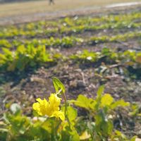 菜の花,タンポポ,アブラナ,山野草,お出掛け先の画像