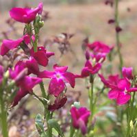 シコンノボタン,ストック,菜の花,感謝,ありがとう♡の画像