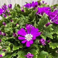 サイネリア,サイネリア,新しい仲間,❤️いいね、ありがとう,ツボミの画像