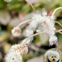 シュウメイギク,ビワ,ボタンヅル,メリケンカルカヤ,山野草の画像