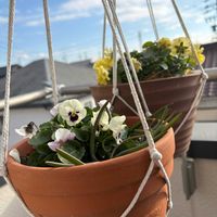 ムスカリ,ビオラ,庭人さんビオラの画像