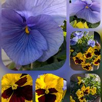 アネモネ,ネメシア,ネメシア,パンジー,ビオラの画像