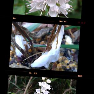 シモバシラ,地植え,山野草,野草,白い花の画像