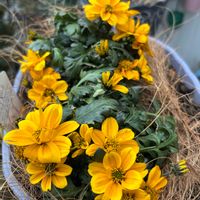 ビデンス,花のある生活,花好きさんと繋がりたい,高松商事,はなすたぐらむの画像