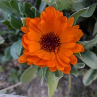 キンセンカの画像