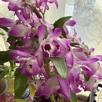 シクラメン,デンドロビウム,デンドロビウム ビゼン アケボノの画像