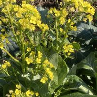 キンカン,菜の花,タンポポ,春のおとづれ,日曜ビタミンカラー♪の画像