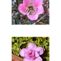 ギョリュウバイ,バラ咲きオキザリス　オックスローズ,チーム愛知,すずガーデンの画像