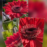 アネモネ,ガーベラ,ネメシア,ビオラ,ビオラの画像