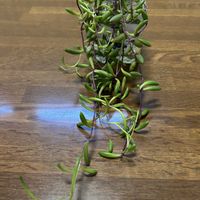 ルビーネックレス,花が好き,無農薬❤家庭菜園,野菜が好き,キッチンの画像