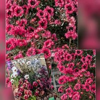 ムギワラギク,ムギワラギク,ビオラ,ゴールデンクラッカー,ギョリュウバイの画像