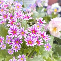 サクラソウ,プリムラ マラコイデス,松野さんの変わり咲き桜草,ガーデニング,花のある暮らしの画像