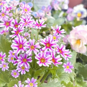 サクラソウ,プリムラ マラコイデス,松野さんの変わり咲き桜草,ガーデニング,花のある暮らしの画像