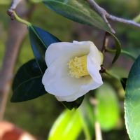 ツバキ 白侘助,ツバキ 白侘助,鉢植え,ガーデニング,GSのみなさんに感謝♡の画像
