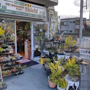 多肉植物,ウラボシ科,ビカクシダ属,食中植物,塊根の画像