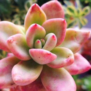 アボガドクリーム,多肉植物,幸せの多肉,ありがとう♡︎⸜( ´ ꒳ ` )⸝♡︎,Love and Courageの画像