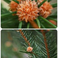 ドイツトウヒ,花散歩,OLYMPUS,ミラーレス一眼,日曜ビタミンカラー♪の画像