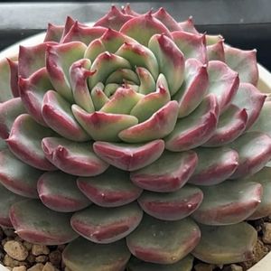 ミックスべリア 片想い,多肉植物,紅葉する多肉,成長記録,花のある暮らしの画像