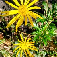 ユリオプスデージー,自宅の庭,人との繋がりに感謝✨,今日も元気に頑張ろう‼️,花友さんに感謝♡の画像