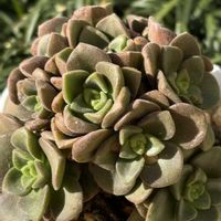 リリーパッド,リリーパッド,多肉植物,アエオニウム,アエオニウム属の画像