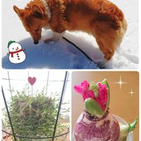 グリーンネックレス,ヒアシンス,ヒヤシンス,ルビーネックレス,火祭りの画像