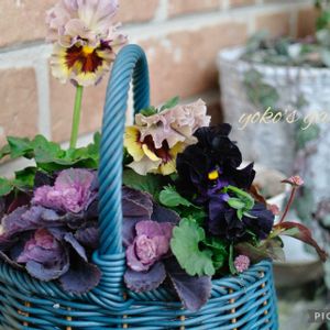 葉牡丹,ポリゴナム（ヒメツルソバ）,パンジー　パピージョルジュ,ガーデニング,ナチュラルガーデンの画像