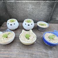 ムシトリスミレ,ガーデニング,ムシトリスミレの子株の画像