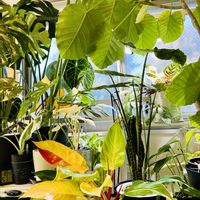 モンステラ,柱サボテン,フィカス　ウンベラータ,カラテア,フィロデンドロンの画像