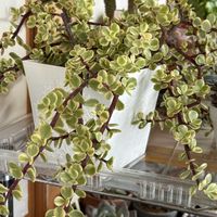 ゴーラム,ゴーラム,雅楽の舞,雅楽の舞,ワサワサの画像