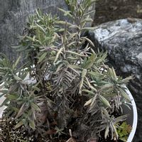 ラベンダー,ラベンダー,優しい気持ち,北海道から,繋がりに感謝✨の画像