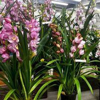 シンビジウム,ピンクのお花,お出かけ先の画像