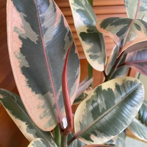 フィカス ルビー,no green no life,観葉植物のある暮らし,観葉植物好き,またよろしくねの画像