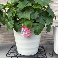 セネッティ,サンフラびと,サントリーフラワーズのあるくらし,サンフラアンバサダー2022,肥料アンバサダー2023の画像