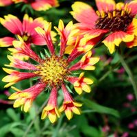 ガイラルディア,天人菊,コンテナガーデン,キュンキュン乙女倶楽部,キュンキュン乙女倶楽部No190の画像