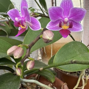 胡蝶蘭,温室,+安曇野の画像