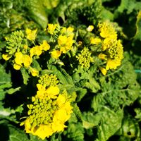 菜の花,菜の花,癒される,花のある暮らし,日曜ビタミンカラー♪の画像
