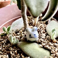 アデニウム,11日は棒の日,１１日はウサ耳の日の画像