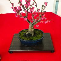 盆栽,お出かけ先の画像